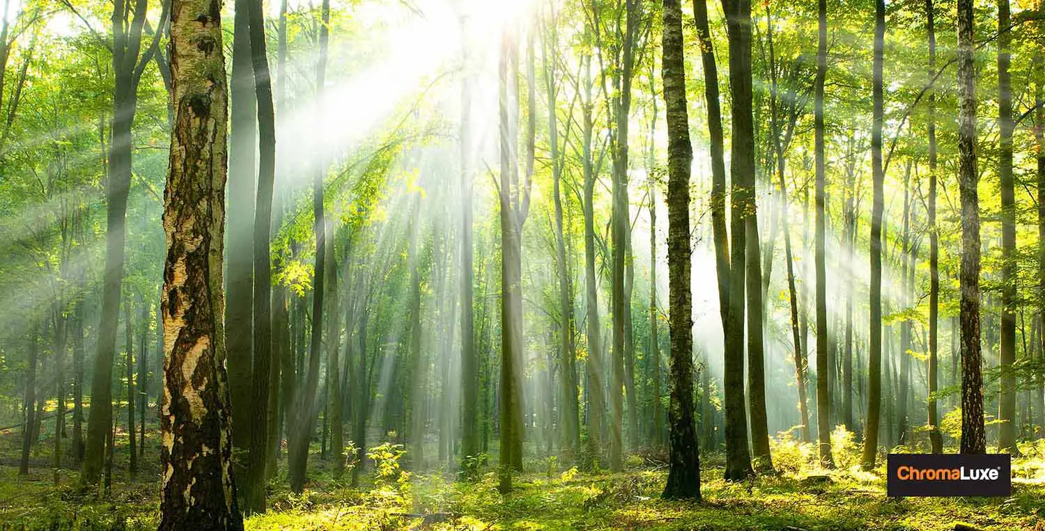 Fôret – Compensation carbone – ChromaLuxe edit Labo photo éco responsable